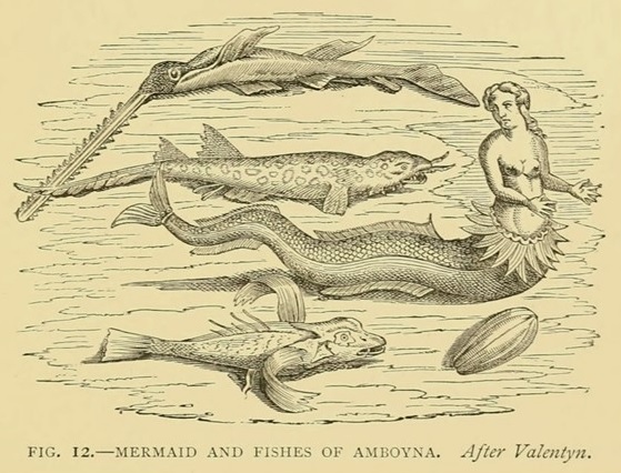 Image for event: &ldquo;But are Mermaids Real?&rdquo;: Exploring the Science of Merfolk